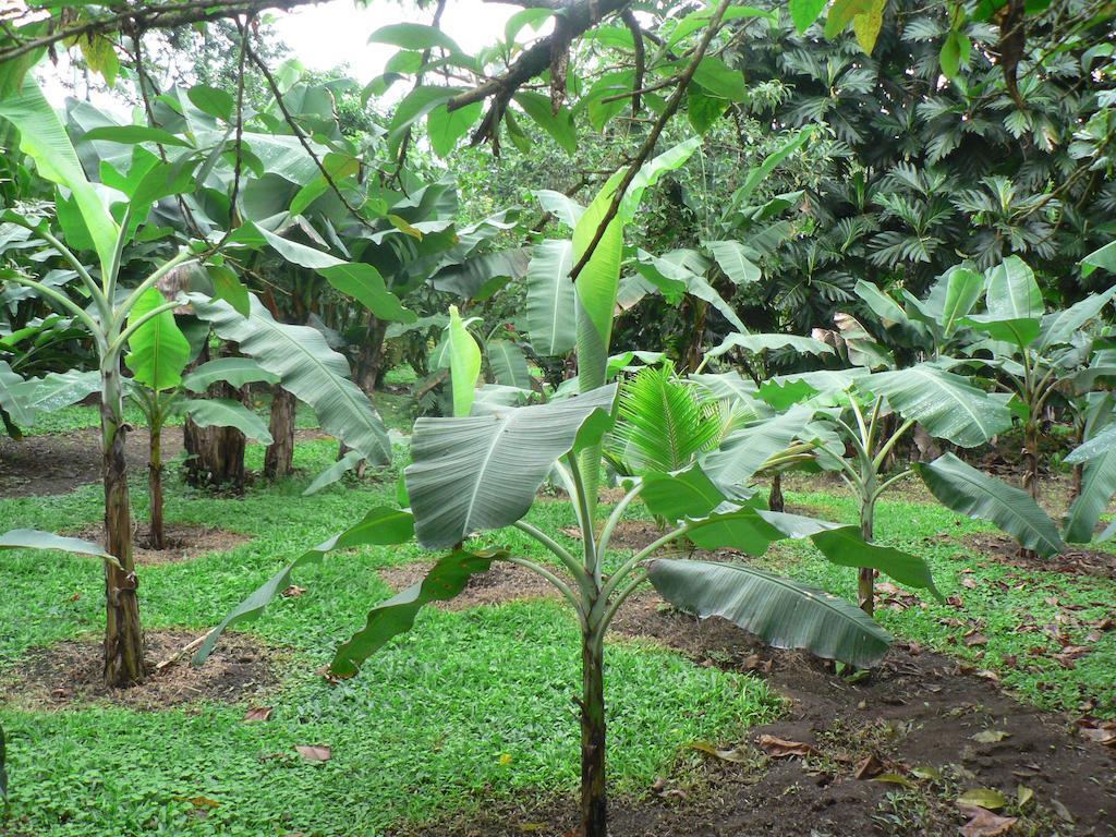 Hotel Roca Negra Del Arenal La Fortuna Bagian luar foto