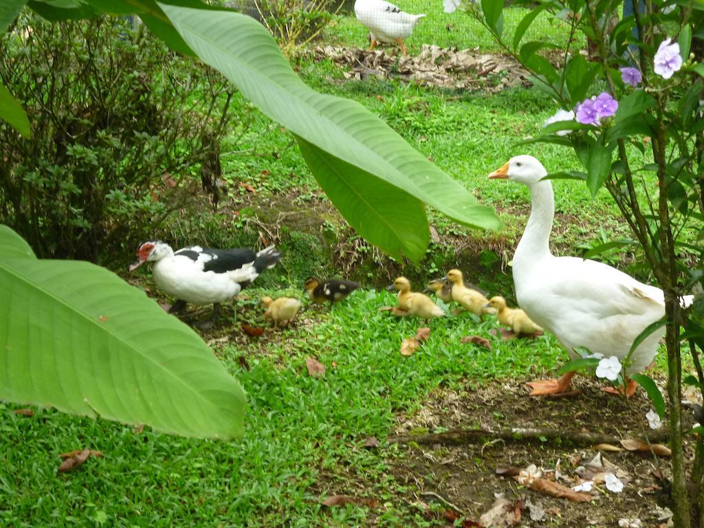 Hotel Roca Negra Del Arenal La Fortuna Bagian luar foto