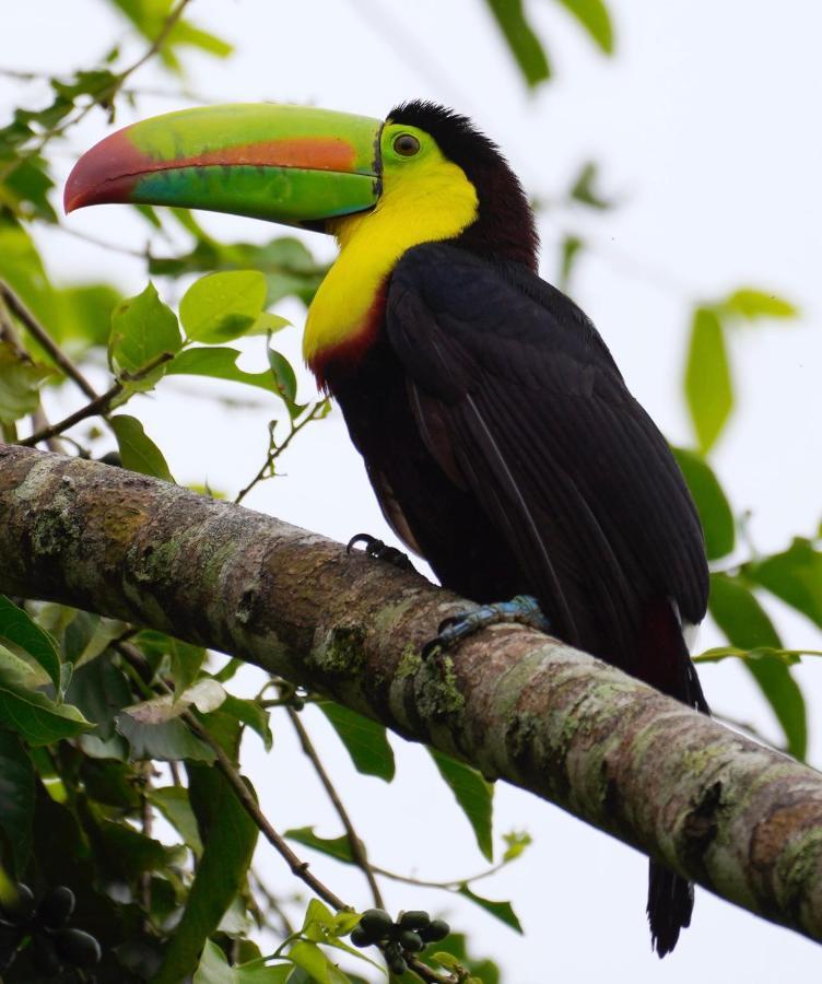 Hotel Roca Negra Del Arenal La Fortuna Bagian luar foto